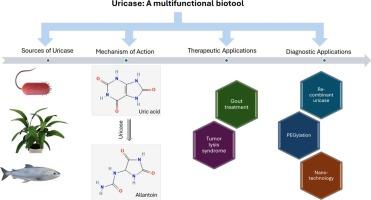 Microbial uricase enzymes in hyperuricemia management: Sources, challenges, and technological advances