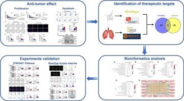 Exploring the mechanism of Levistolide A in the treatment of lung cancer cells based on network analysis, molecular docking and experimental validation