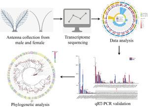 Identification and sex-biased expression analysis of olfactory-related genes in Lymantria dispar based on transcriptome and qRT-PCR