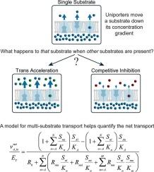 A kinetic study of multi-substrate uniporters