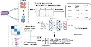 Prediction of carbon and nitrogen source preferences in microbial metabolism using protein sequence data