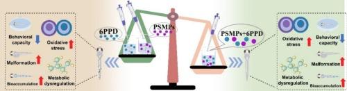 Polystyrene microplastics alter the toxicity of 6PPD to zebrafish (Danio rerio) larvae