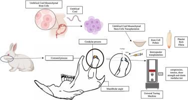 Biomechanical analysis of mandibular cartilage defect regeneration after implantation of human umbilical cord mesenchymal stem cells and a platelet rich fibrin scaffold: an experimental animal study
