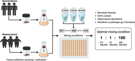 Application of integrated in vitro fecal cultivation and 16S rRNA gene sequencing for optimizing beneficial gut microbiota combinations