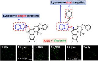 Quinoxaline-derived aza-BODIPY AIEE fluorescent probes for lysosomal viscosity imaging