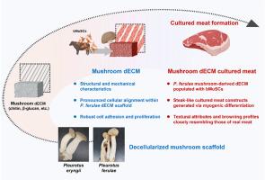 Decellularized extracellular matrix scaffolds from Pleurotus ferulae mushrooms for sustainable production of steak-like cultured meat with authentic texture