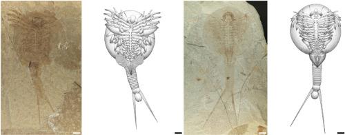 New fossil notostracans (Branchiopoda, Notostraca) from the Lower Cretaceous of Inner Mongolia, China