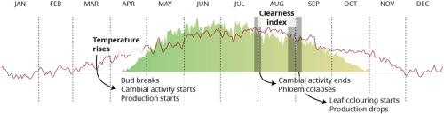 Temperature-Driven onset and light quality-linked senescence in Fagus sylvatica phenology