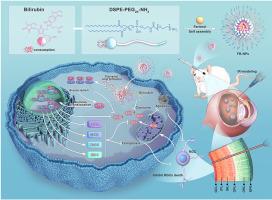 Bilirubin-polymer nanocarriers enable targeted farrerol delivery for glaucoma neuroprotection via Nrf2-mediated ferroptosis/apoptosis inhibition