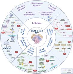 The role of SARS-CoV-2 main protease in innate immune regulation: From molecular mechanisms to therapeutic implications