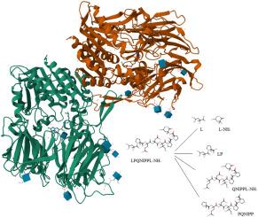 Aminopeptidase and carboxypeptidase activity of DPP-4 on the example of peptides LPQNIPPL and LPβ3hQNIPPL