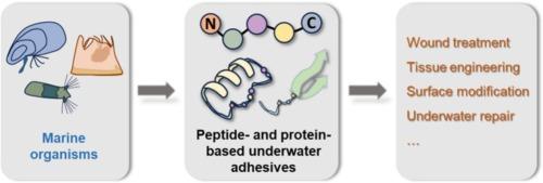 Peptide- and protein- based underwater adhesives: Lessons from marine bio-adhesion