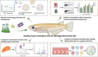 Effects of the nervonic acid-rich microalga Mychonastes afer on the growth and reproductive processes of Oryzias melastigma