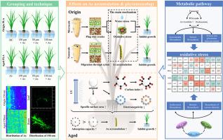 Aged and nano-sized polylactic acid enhanced arsenic accumulation and phytotoxicity in rice seedlings: Compared with micro-sized polylactic acid