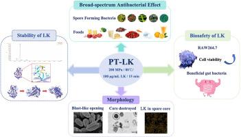 Enhancing the sporicidal activity of high pressure processing by combination with moderate temperature and the peptide mixture LK