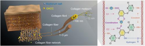 Hierarchical diffusion-assembly-crosslinking strategy for sustainable leather manufacturing by polyphenol derivatives and Al(Ⅲ)