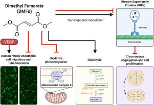 Dimethyl fumarate is an inhibitor of pathological angiogenesis