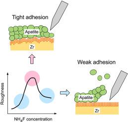 Effect of the fluoride concentration in electrolyte on adhesion of an apatite layer formed on an anodized zirconium surface
