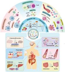 Plant-derived vesicle-like nanoparticles for immunomodulation: Mechanisms and applications