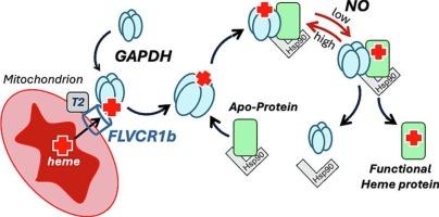 Key roles of GAPDH, Hsp90, and NO in heme trafficking