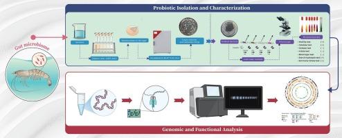 Genomic insights into Bacillus sp. KNSH11 from Litopenaeus vannamei intestine: Probiotic potential, safety, and aquaculture applications