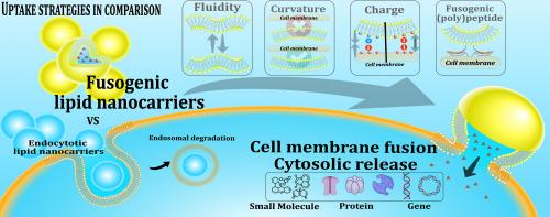 Fusogenic lipid nanocarriers: Nature-inspired design for advanced drug delivery systems
