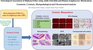 Toxicological assessment of diphenyl ether using adult zebrafish and human lymphocytes: Biochemical, genotoxic, cytotoxic, histopathological and ultrastructural analysis