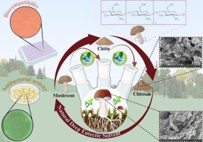Sustainable biopolymer design: extraction of chitin and chitosan using natural deep eutectic solvents with improved antibacterial features