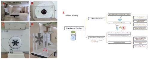 Radiobiological effects of AB-BNCT on tongue squamous cell carcinoma: An in vitro and in vivo study