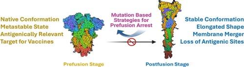 Precision vaccine design targeting the prefusion state of viral glycoproteins: advances in structural vaccinology