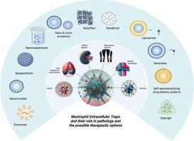 Neutrophil extracellular traps: Formation, pathological roles, and nanoparticle-based therapeutic targeting strategies
