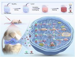 Selenium nanoparticles alleviate cobalt toxicity in artificial joint metal prostheses by inhibiting ferroptosis through activation of the PRDX6/GPX4 pathway