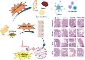Immunotoxicity and effects of gut microbiota in chicks exposed to low doses of deoxynivalenol and 15-acetyl-deoxynivalenol
