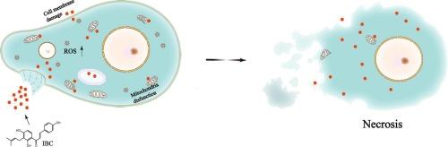 Inhibitory effects of isobavachalcone against Tetrahymena thermophila: Mechanistic insights