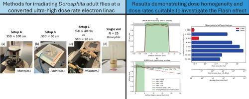 Development and characterization of phantoms to investigate the Flash effect with Drosophila melanogaster at an ultra-high dose rate radiotherapy linac