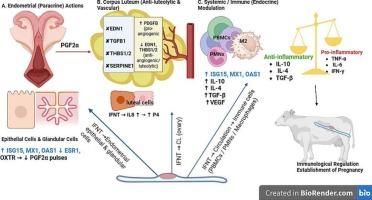 Interferon tau in ruminant reproduction: Mechanisms of maternal recognition of pregnancy and implications for fertility enhancement