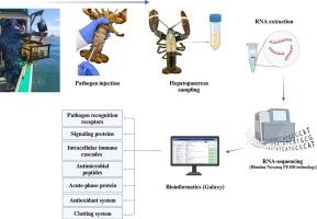 American lobster (Homarus americanus) immune gene expression during Aerococcus viridans var. homari challenge