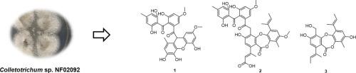 Isosulochrin xanthone and isosulochrin depsidone heterodimers from the endophytic fungus Colletotrichum sp. NF02092