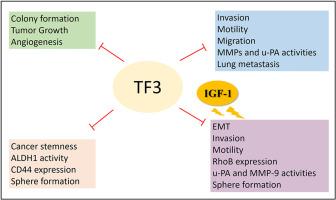 Theaflavin 3,3′-digallate suppresses metastasis and reduces insulin-like growth factor-1-induced cancer stemness and invasiveness in human melanoma cells
