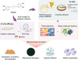 Nordihydroguaiaretic acid (NDGA) exhibits potent anti-biofilm and antimicrobial activity against methicillin-resistant Staphylococcus aureus and Candida albicans