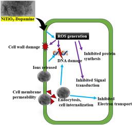 Biocompatible NiTiO3–Dopamine nanocomposites for combating drug-resistant pathogens through membrane disruption and oxidative stress