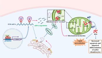 YAP regulates the hypertrophy and apoptosis of antler chondrocytes through maintaining calcium homeostasis and mitochondrial function