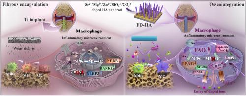 Bone matrix-mimetic multi-ion doped hydroxyapatite nanorod arrays for enhanced immuno-osteogenesis and prevention of aseptic loosening