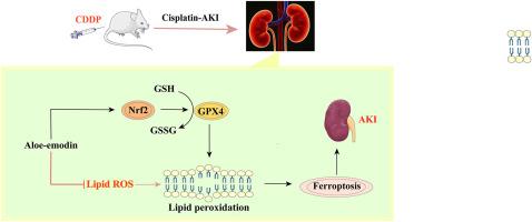 Aloe-emodin mitigates cisplatin-induced acute kidney injury by Nrf2-mediated ferroptosis regulation