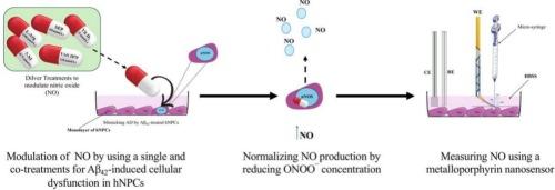 Restoring nitric oxide/Peroxynitrite equilibrium in impaired human neural progenitor cells: Nanomedical approaches and their potential impact on neurodegenerative disease treatment