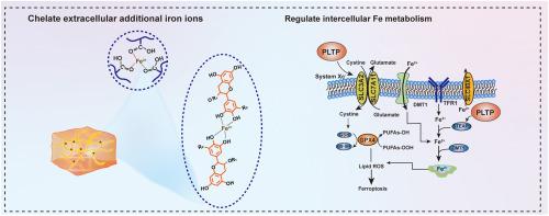 Coenzyme-based elastomeric adhesive patch as iron ion capturer to regulate iron metabolism for diabetic oral ulcer repair