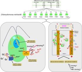 Exoelectrogenesis response of Chlamydomonas reinhardtii in biophotovoltaic cells under iron and nitrogen deficiencies