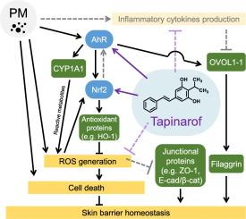 Dual activation of AhR and Nrf2 pathways by the natural stilbenoid tapinarof protects against particulate matter-induced skin barrier dysfunction
