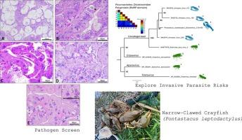 Pathogen diversity of the non-native narrow-clawed crayfish (Pontastacus leptodactylus) in a UK water body