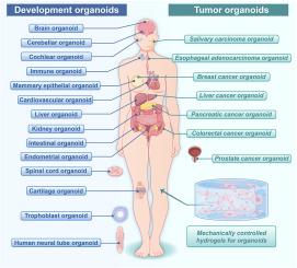 Dynamic hydrogel mechanics in organoid engineering: From matrix design to translational paradigms